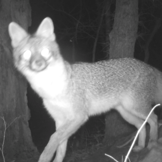 Even when a gray fox is surprised by the camera they still look great.